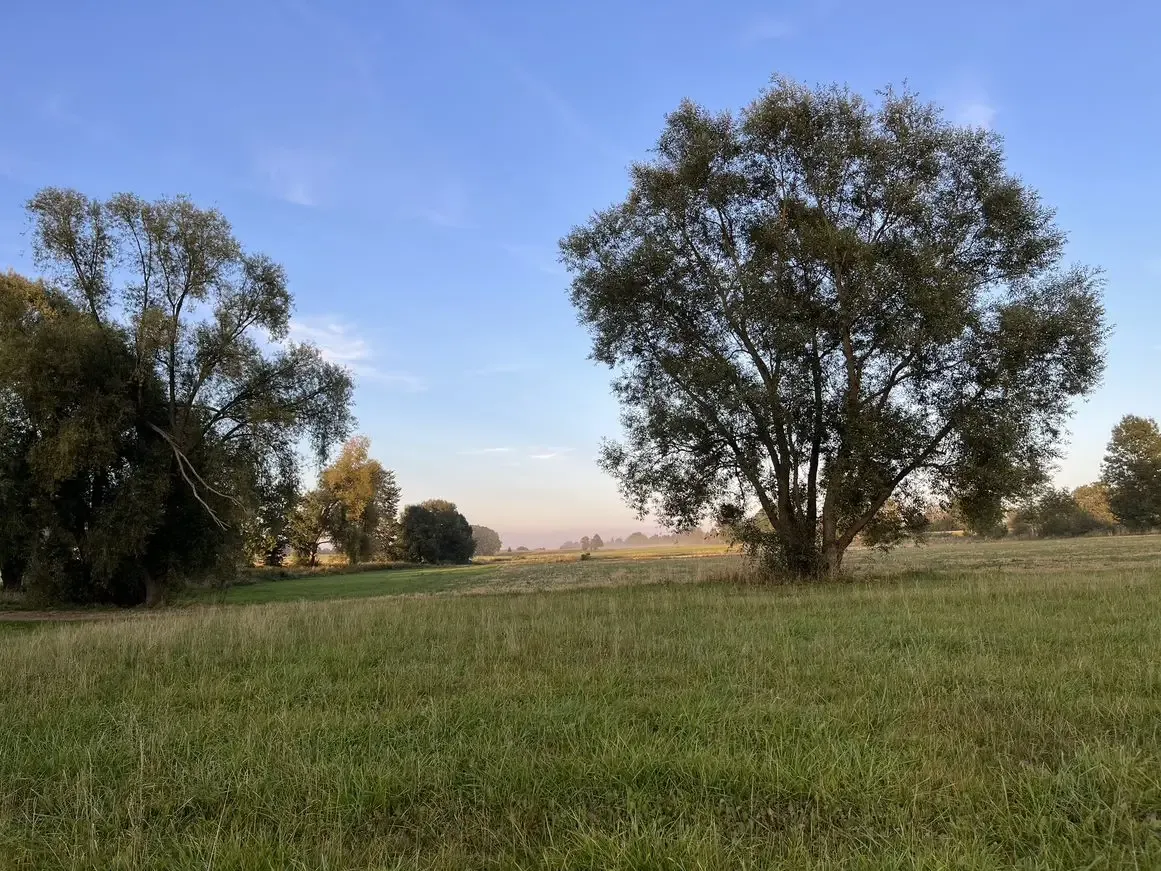 Samotne drzewo na łące